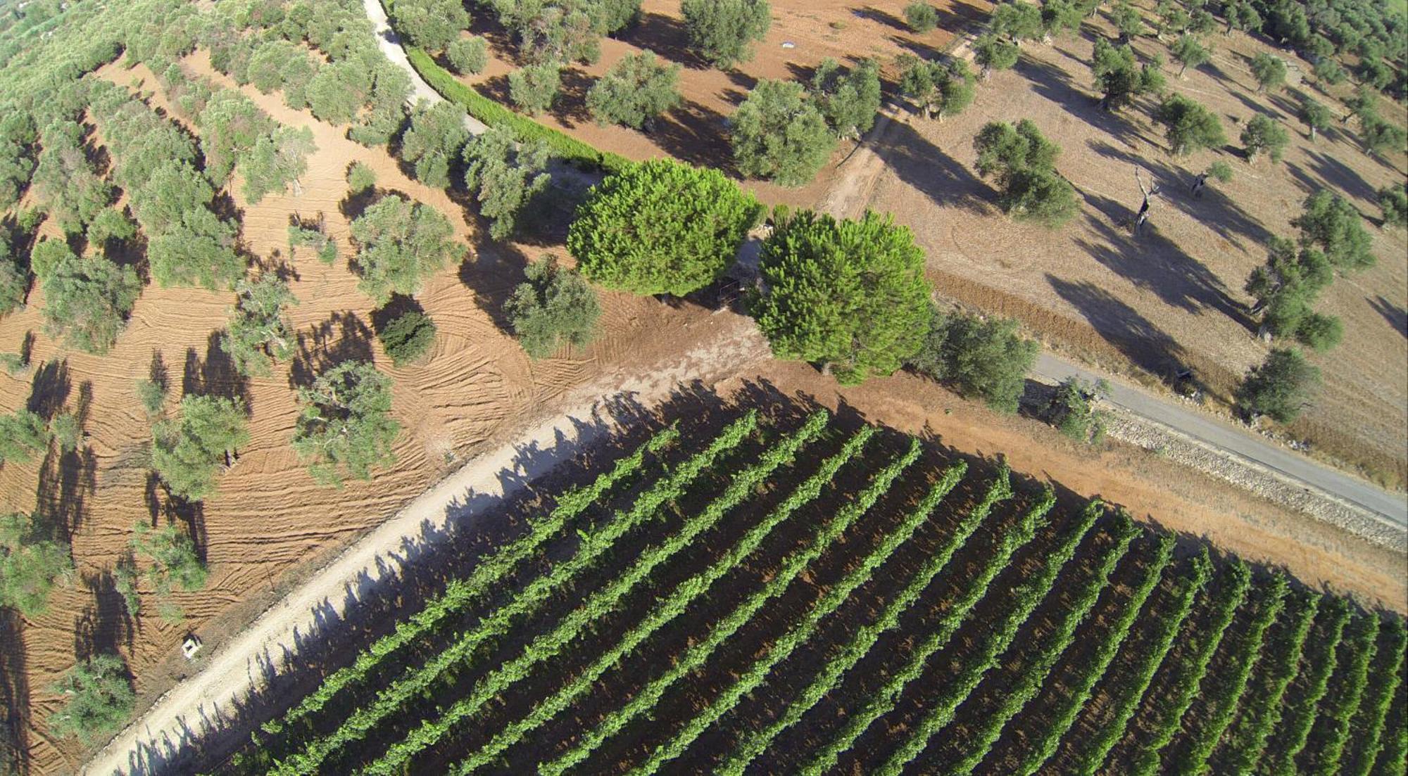 Tenuta Doxi Gallipoli Exteriér fotografie