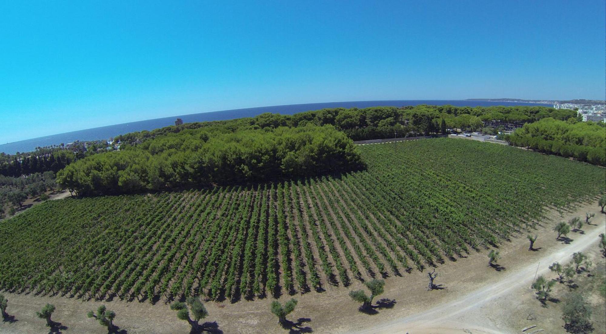 Tenuta Doxi Gallipoli Exteriér fotografie