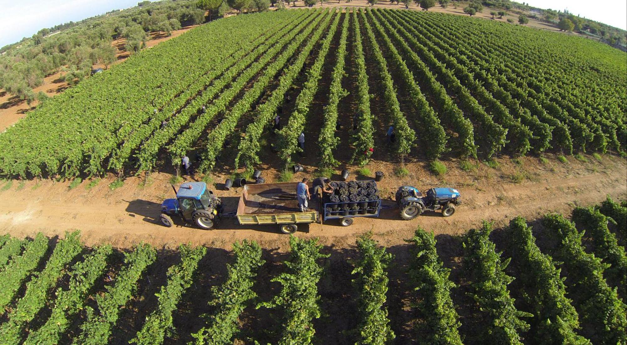 Tenuta Doxi Gallipoli Exteriér fotografie